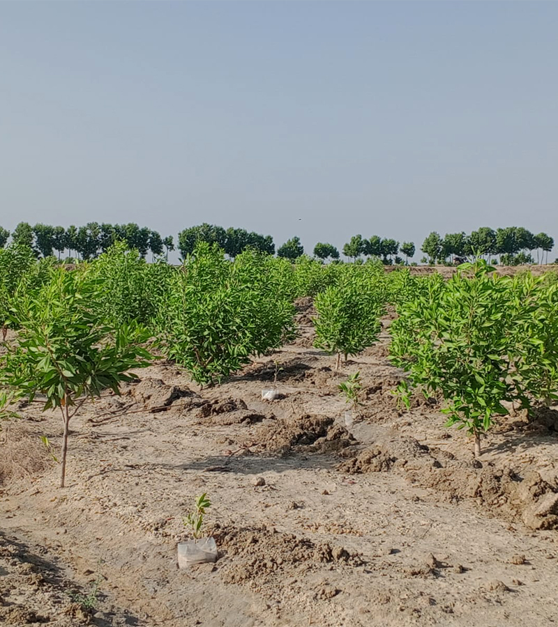 Unlock%20the%20Future%20with%20Haleji%20Green%20Forest!