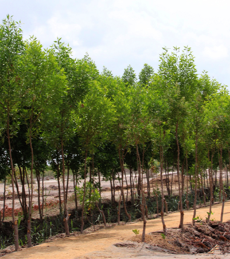 Unlock%20the%20Future%20with%20Haleji%20Green%20Forest!